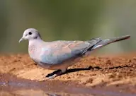 Өөдсөн хүүрзгэнэ