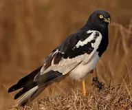 Алаг хулд
