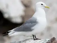 Гурванхуруут захлай
