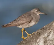 Цэлдэн хөгчүүхэй
