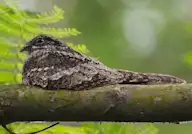 Лагс эргүүбор