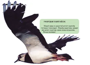 Амь өрссөн аялагчид — зураг 3