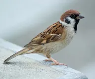 Хээрийн боршувуу
