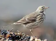 Америкийн шийхнүүхэй