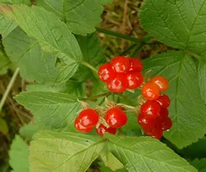 Асганы бөөрөлзгөнө — зураг 1