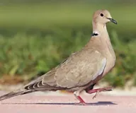 Буулгат хүүрзгэнэ