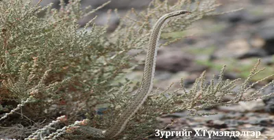 Суман могой — зураг 1
