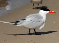 Морин шунгуулай