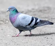 Хөхвөр тагтаа