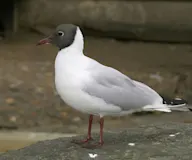 Хүрэнтолгойт цахлай