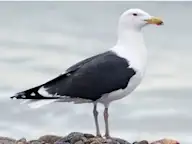 Итэлгэн цахлай