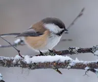 Шивэр хөхбух