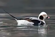 Мөнгөлөг шунгаахай