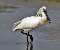 Цагаагчин халбагат