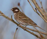Цагааншанаа хөмрөг