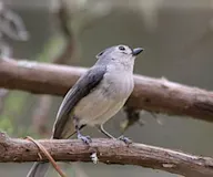 Хартолгой хөх бух