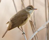 Их охилбялзуухай
