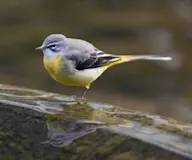 Уулын цэгцгий
