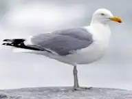 Мөнгөлөг цахлай