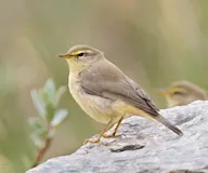 Хасагт дуучшувуу