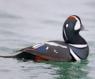 Хотгуужин чөрх