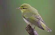 Тарчигнаа дуучшувуу