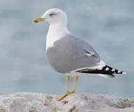 Үхэр цахлай