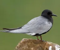 Хилэн хараалзай