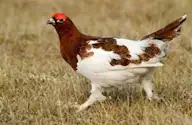 Цагаан ахууна