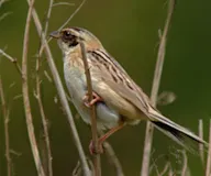 Наран хөмрөг
