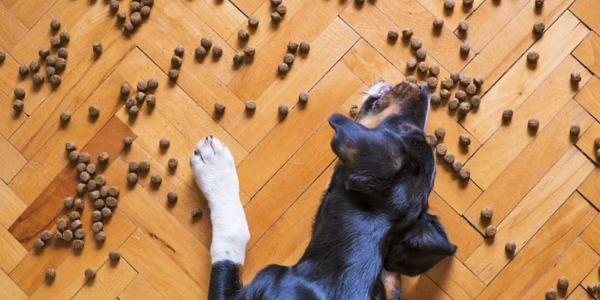 犬のアレルギーとは？症状や予防法を解説