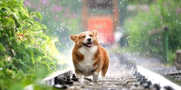 犬のアレルギーとは？症状や予防法を解説