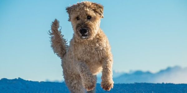 犬のアレルギーとは？症状や予防法を解説