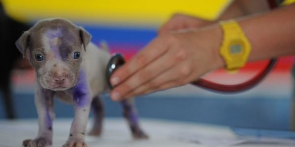 犬のアレルギーとは？症状や予防法を解説