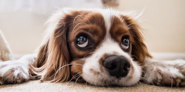 犬のアレルギーとは？症状や予防法を解説