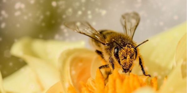 犬のアレルギーとは？症状や予防法を解説