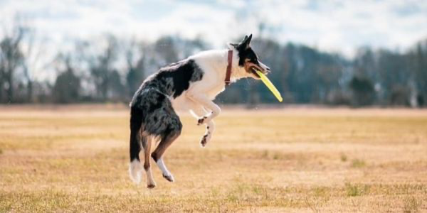 犬のアレルギーとは？症状や予防法を解説