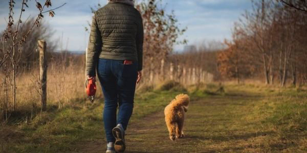 犬のアレルギーとは？症状や予防法を解説