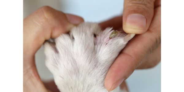 犬のアレルギーとは？症状や予防法を解説