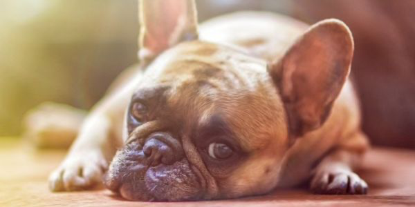 犬のアレルギーとは？症状や予防法を解説