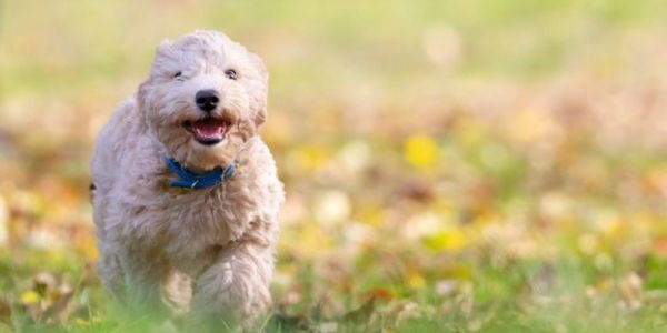 犬のアレルギーとは？症状や予防法を解説