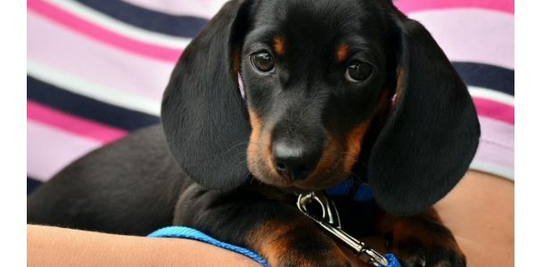 犬のアレルギーとは？症状や予防法を解説