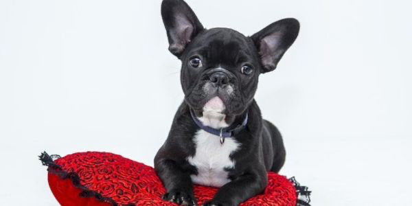 犬のアレルギーとは？症状や予防法を解説