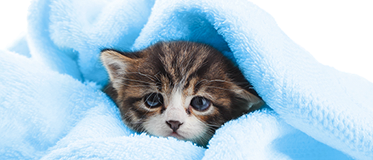 WEB-1371877-May22_C-CAT2-3_GRM-KITTEN-BNT_DT.png