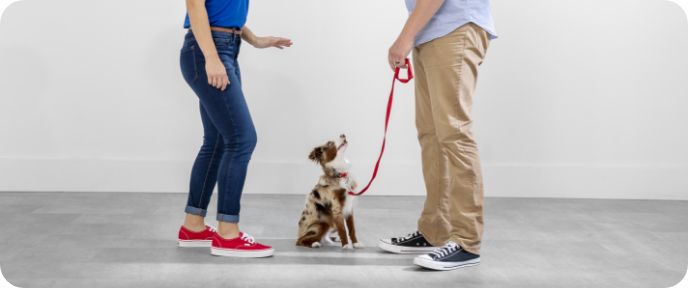 Petsmart dog outlet collar training