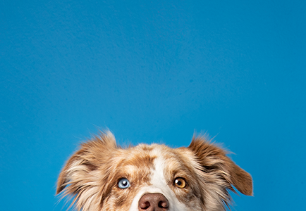 petco doggy day camp