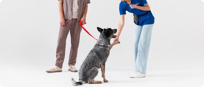 Dog Training Puppy and Adult Dog Training Classes PetSmart