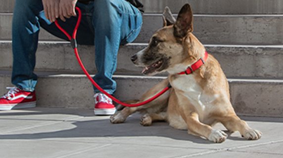 how long is petsmart puppy training