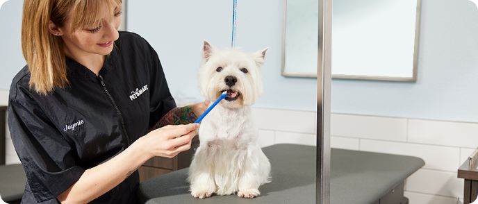 Dog Grooming & Cat Grooming Services | Petsmart