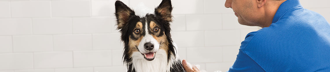 petsmart dog grooming training